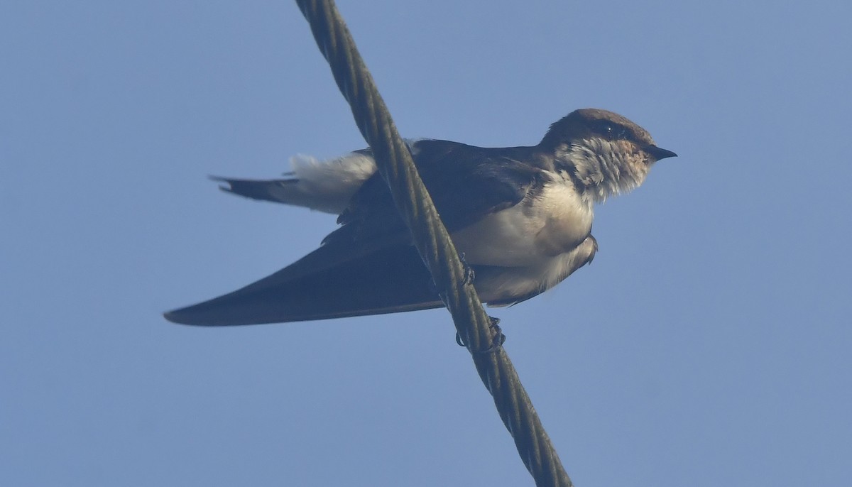 Wire-tailed Swallow - ML644081190