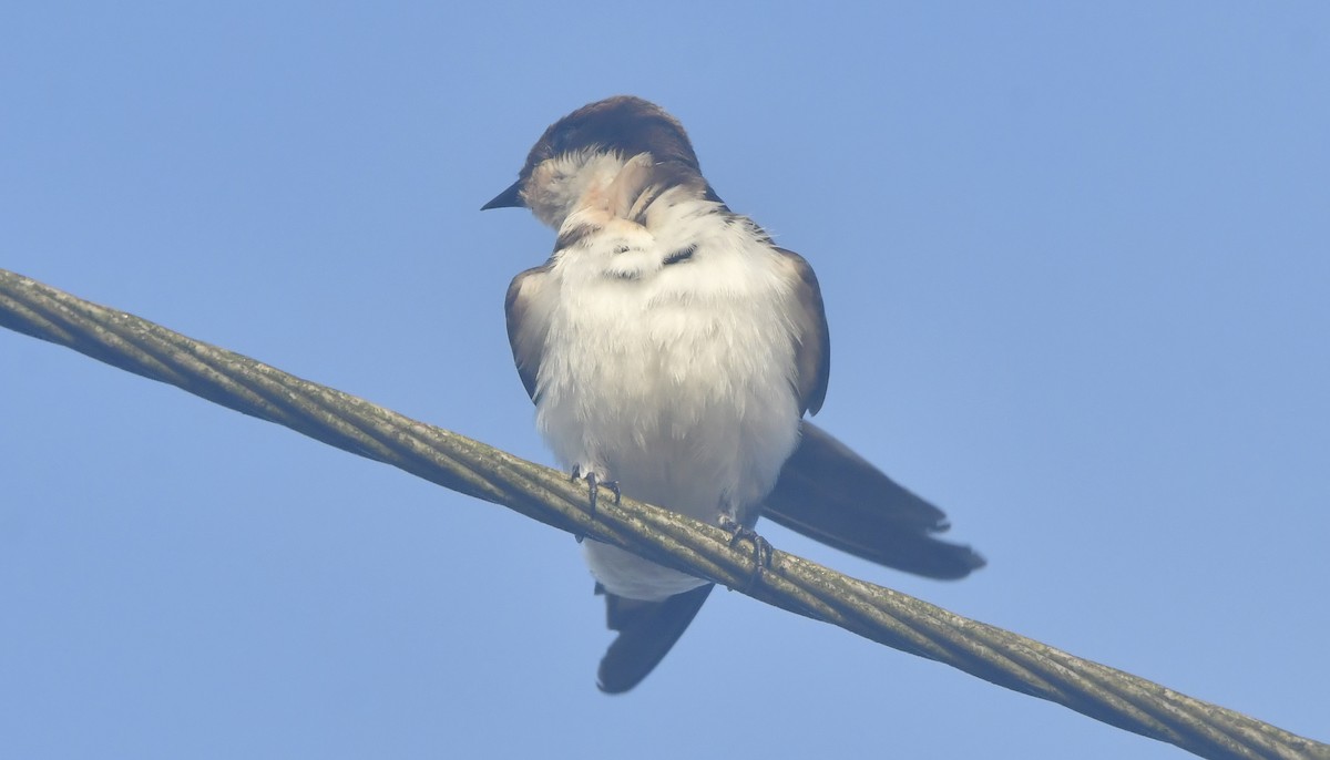 Wire-tailed Swallow - ML644081191