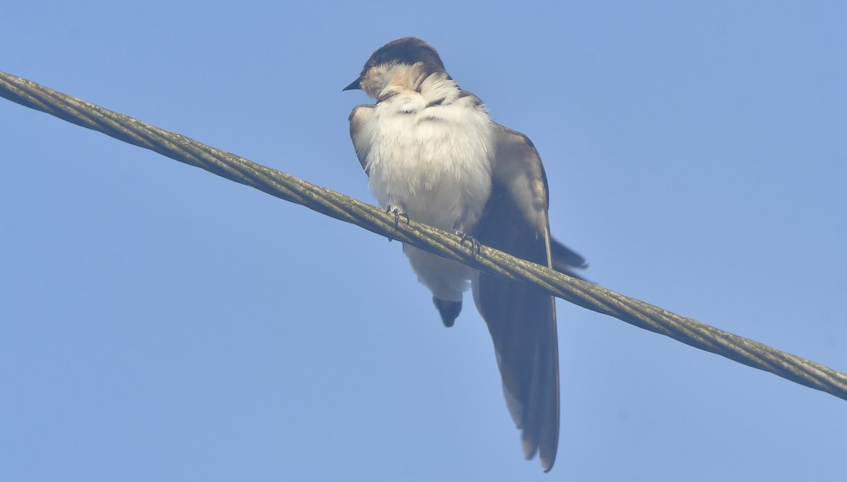 Wire-tailed Swallow - ML644081193