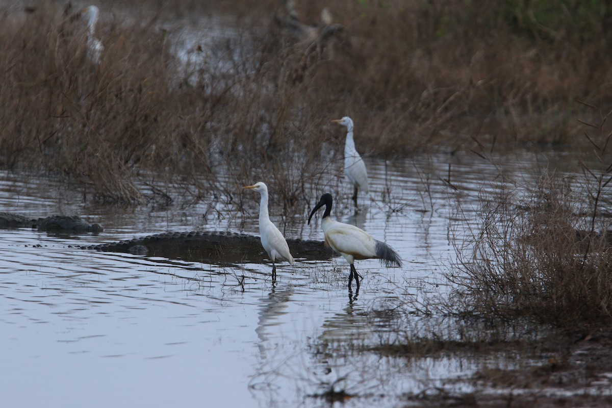 Black-headed Ibis - ML644081194