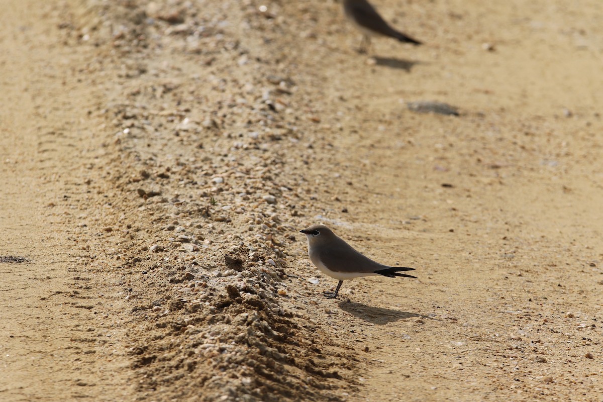 Small Pratincole - ML644081207