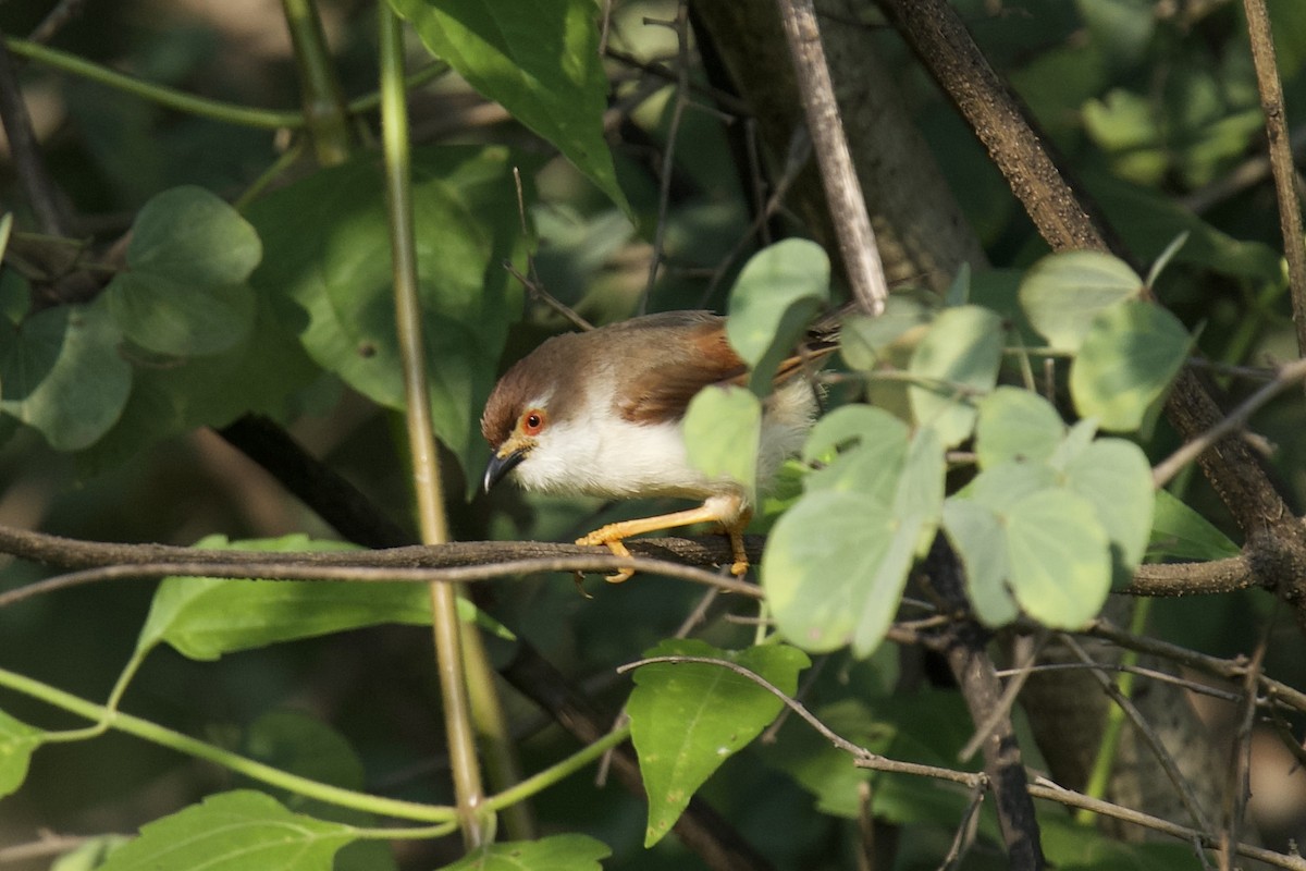 Timalí Ojigualdo - ML644081227