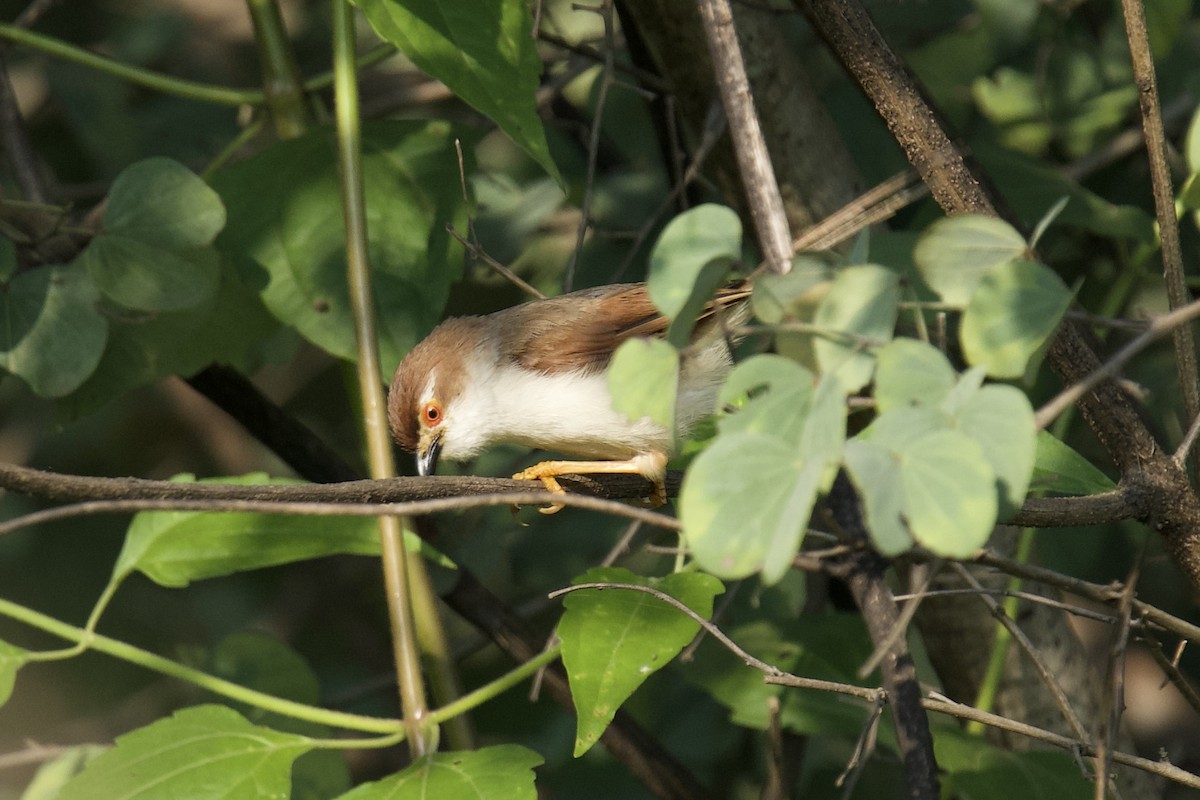 Timalí Ojigualdo - ML644081228