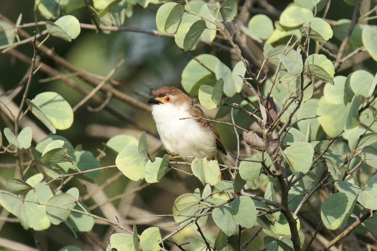 Timalí Ojigualdo - ML644081229