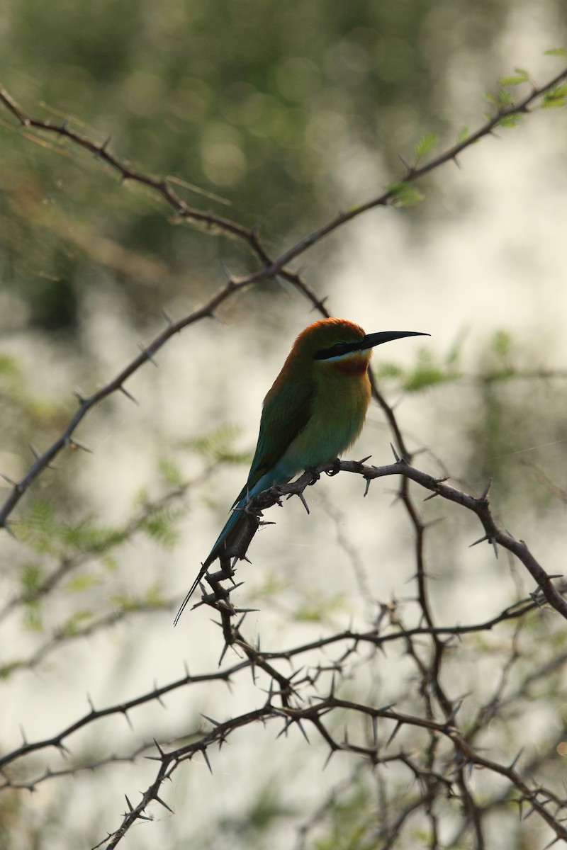 Blue-tailed Bee-eater - ML644081265
