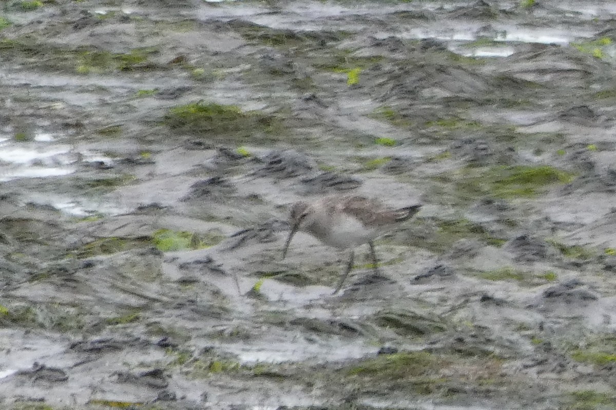 jespák křivozobý - ML644081284