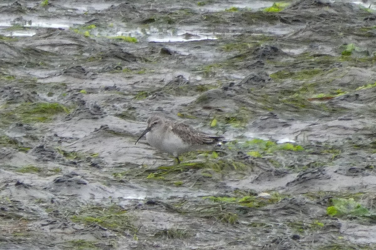 jespák křivozobý - ML644081285