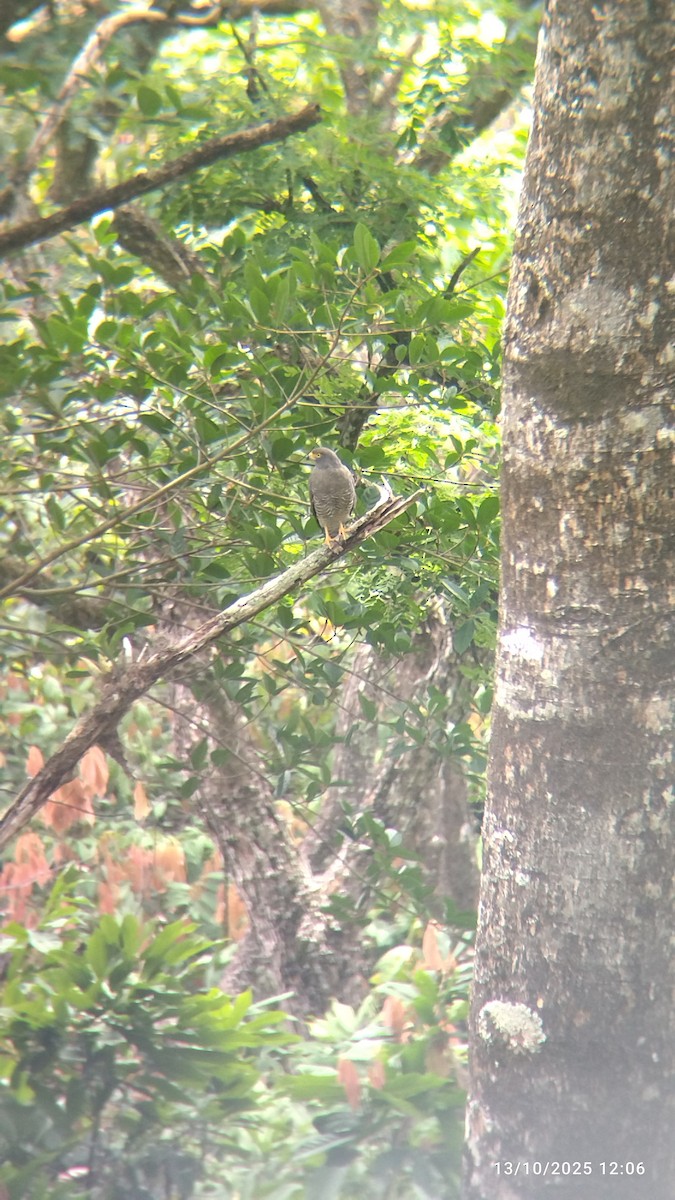 Roadside Hawk - ML644081295