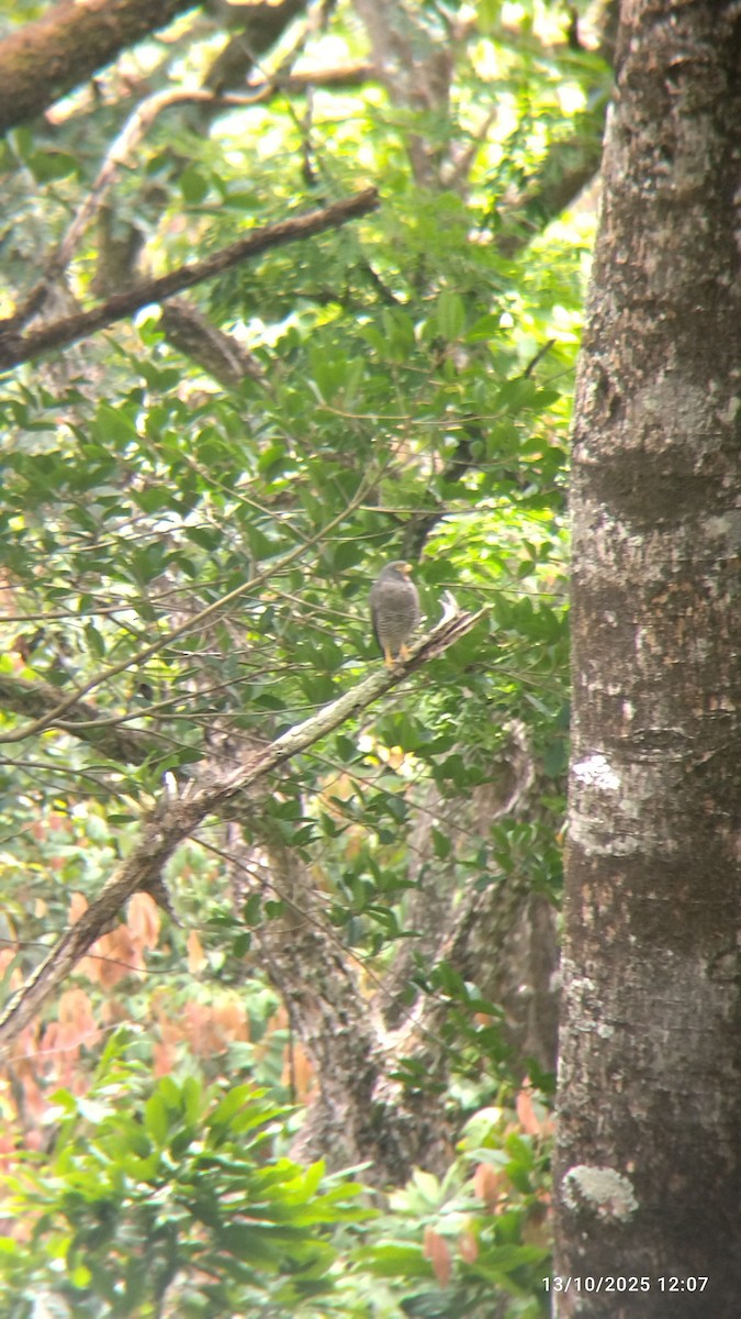 Roadside Hawk - ML644081296