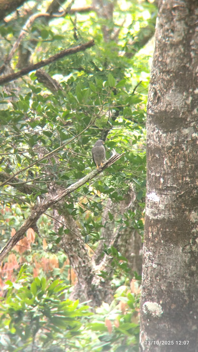 Roadside Hawk - ML644081297
