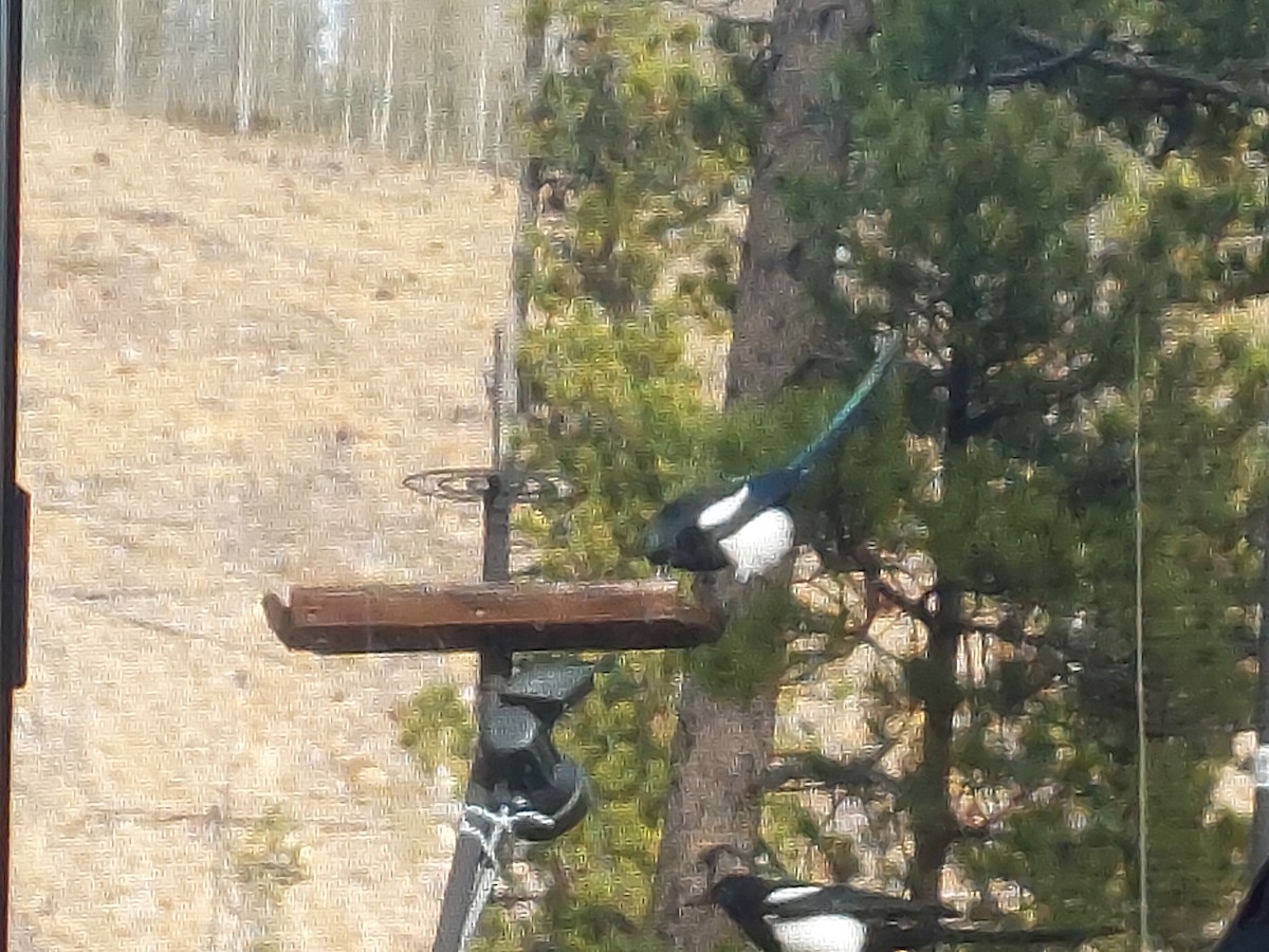 Black-billed Magpie - ML644081301