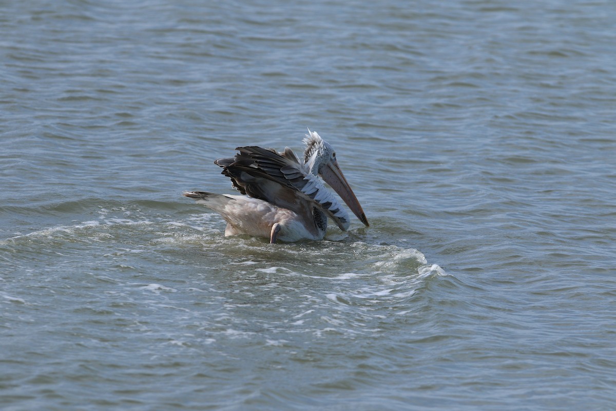 Spot-billed Pelican - ML644081316
