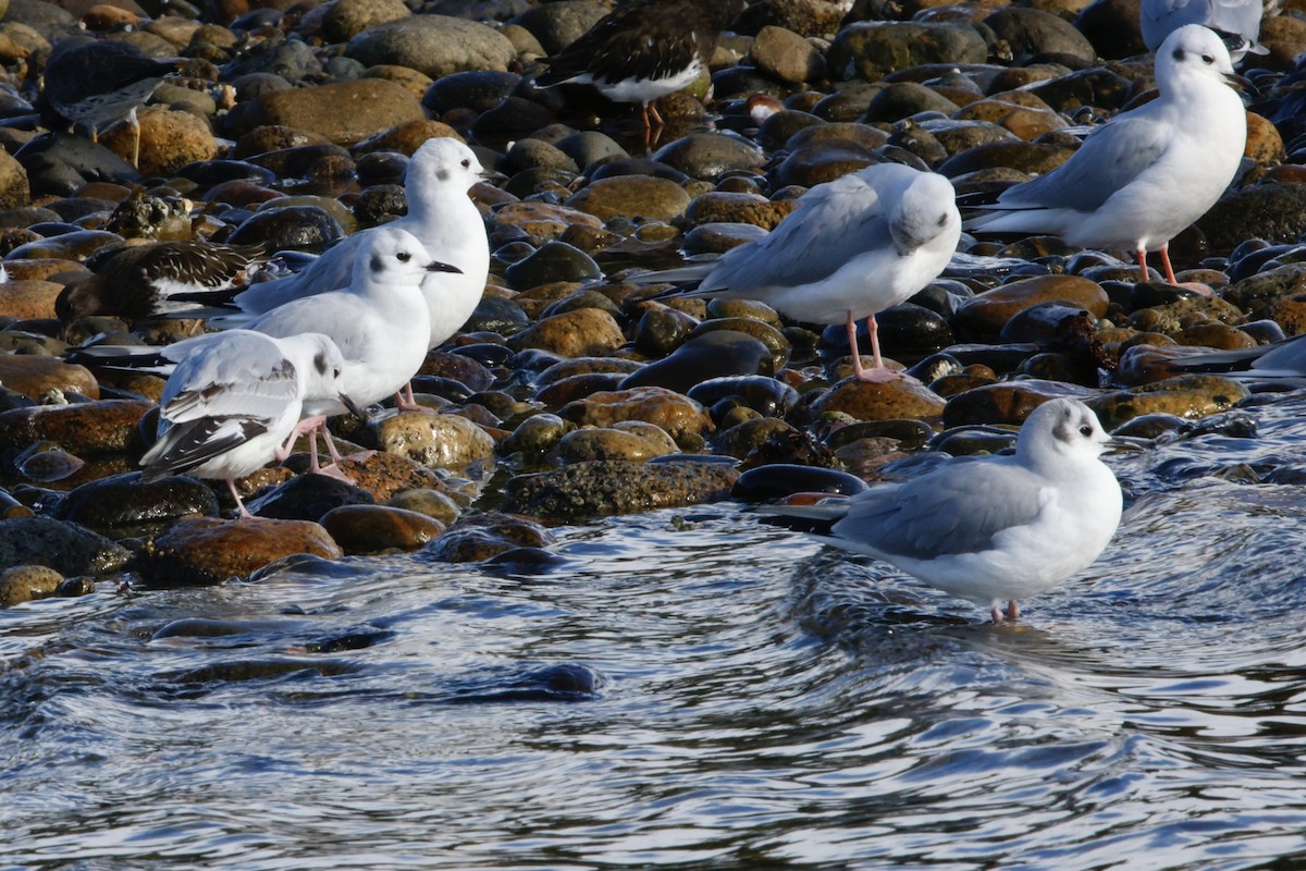 Bonaparte's Gull - ML644081320