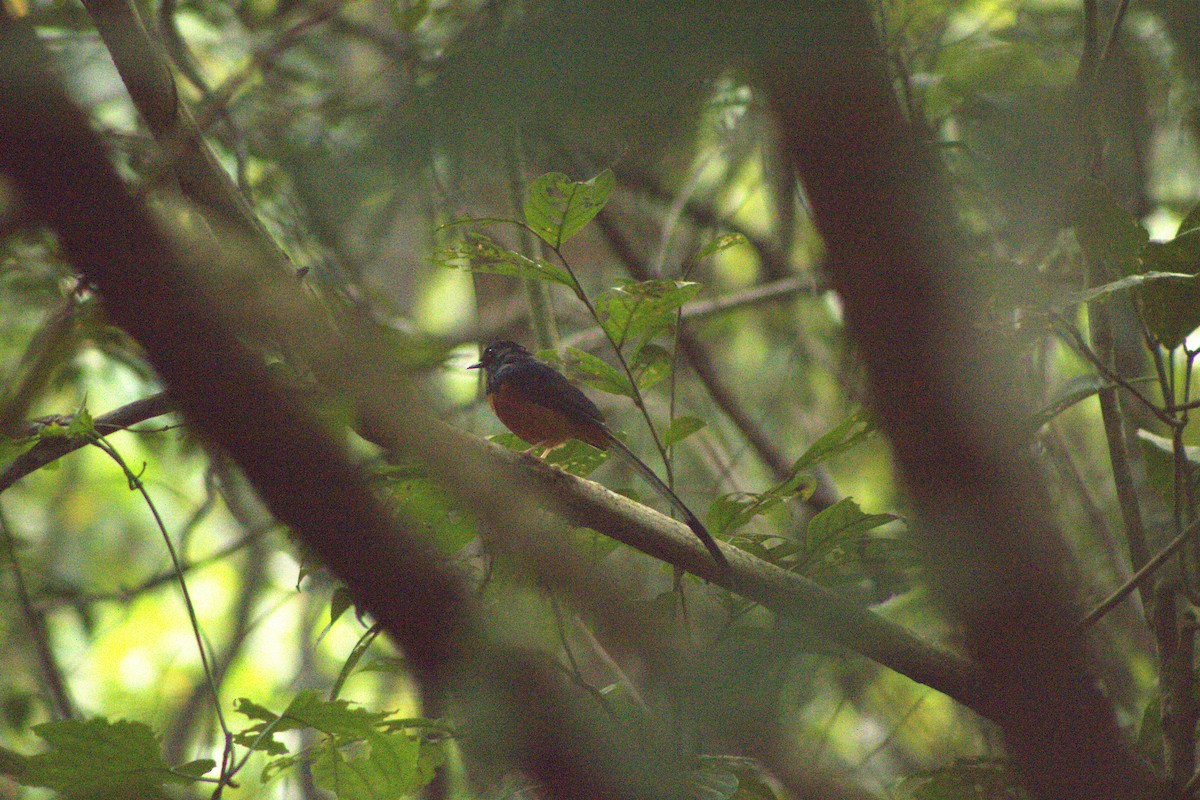 White-rumped Shama - ML644081323
