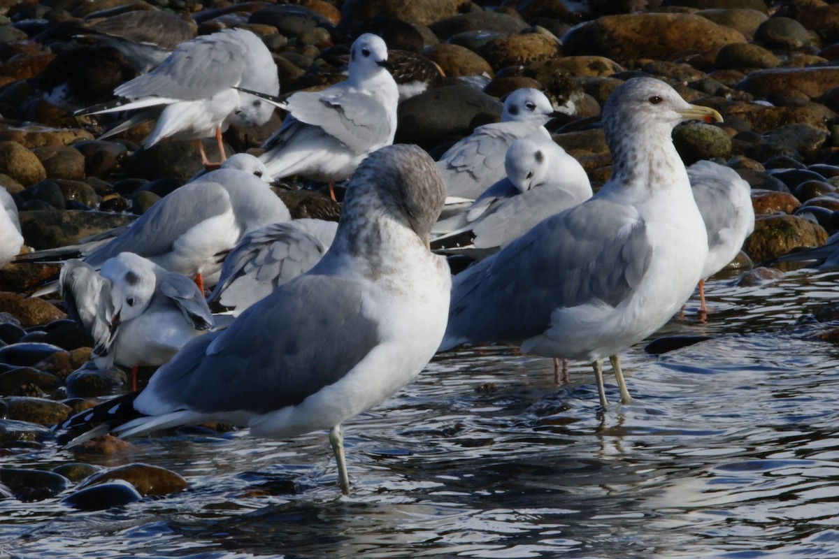 California Gull - ML644081338