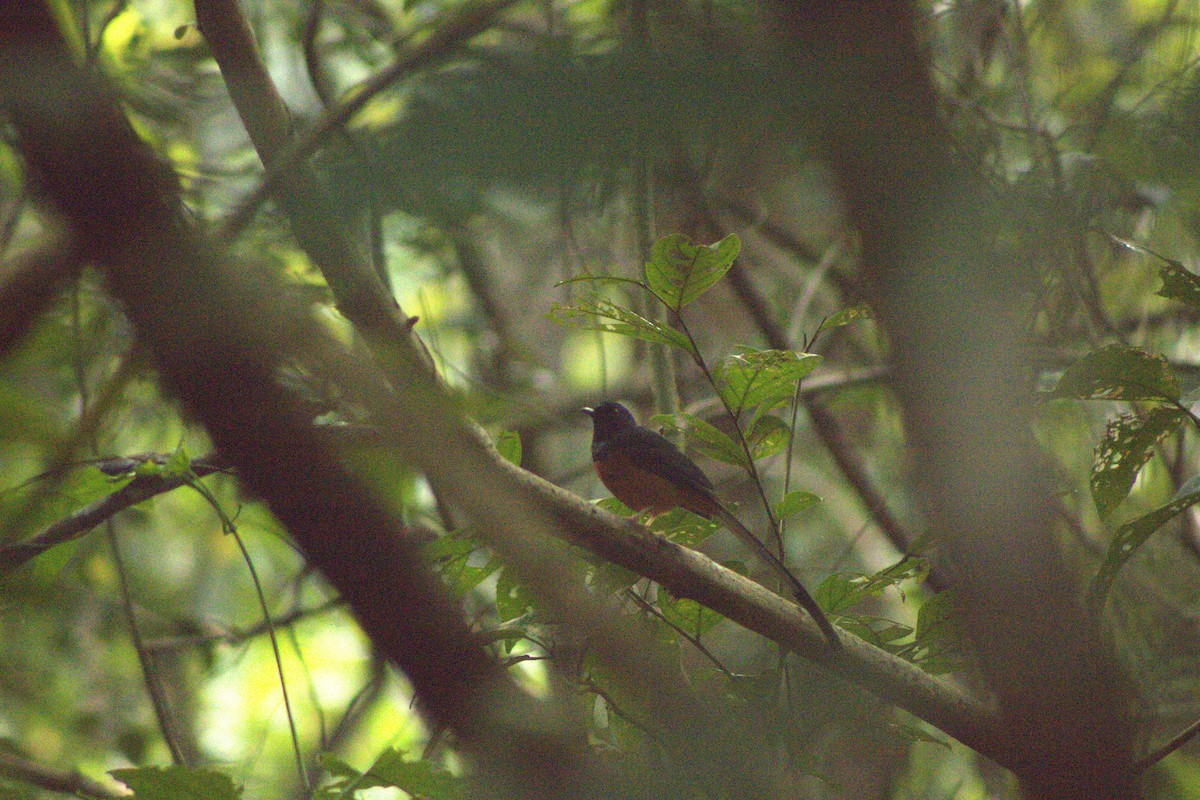 White-rumped Shama - ML644081339