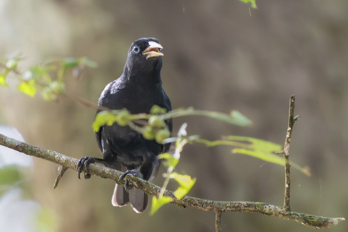 Scarlet-rumped Cacique - ML644081357