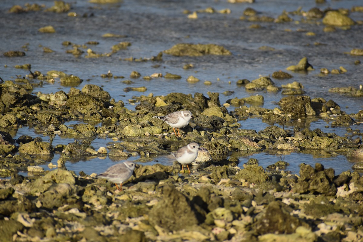 Piping Plover - ML644081368