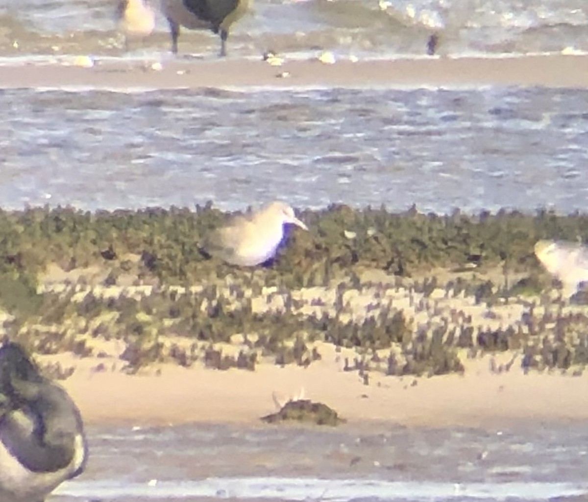 Willet (Western) - ML644081369