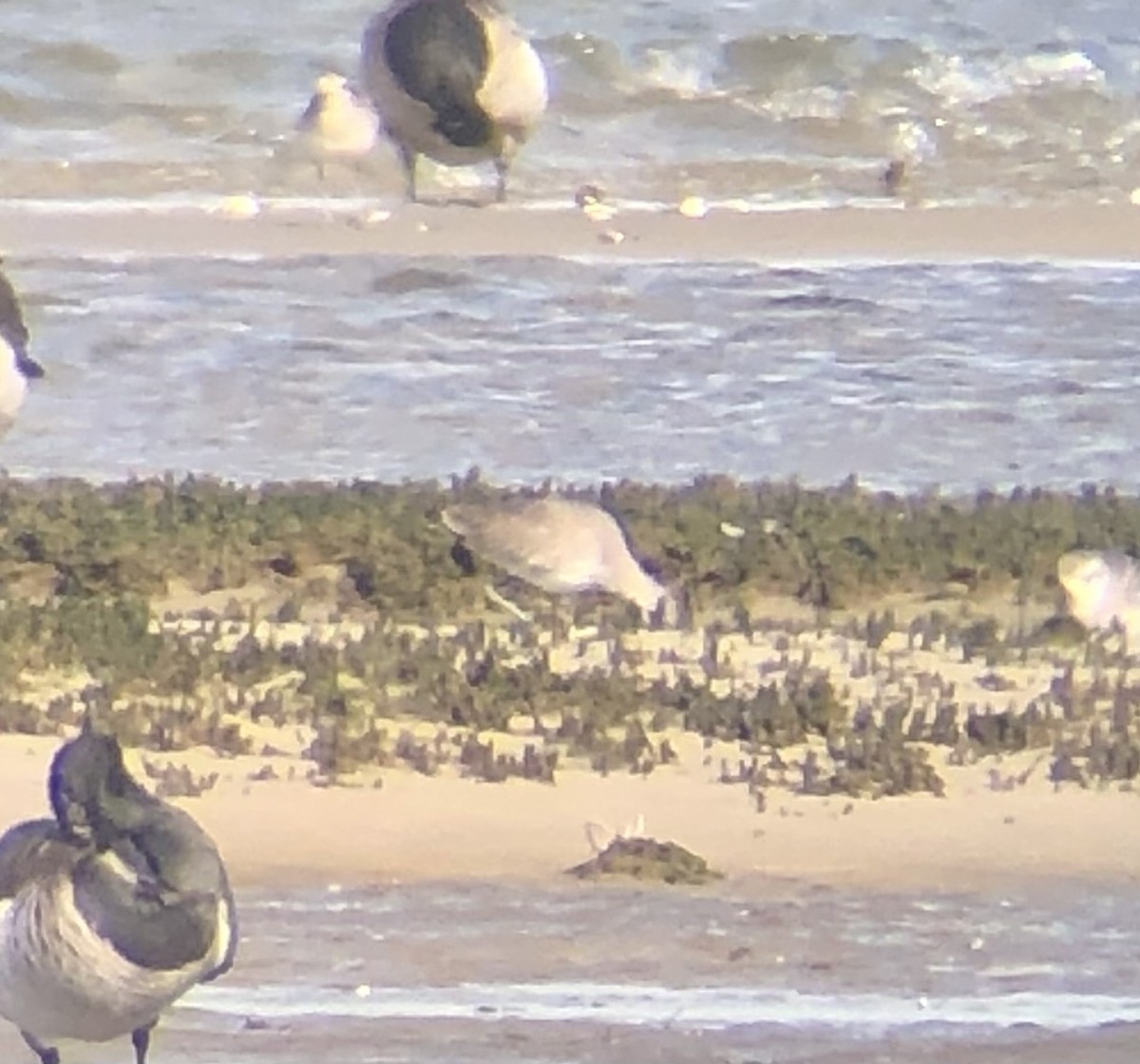 Willet (Western) - ML644081370