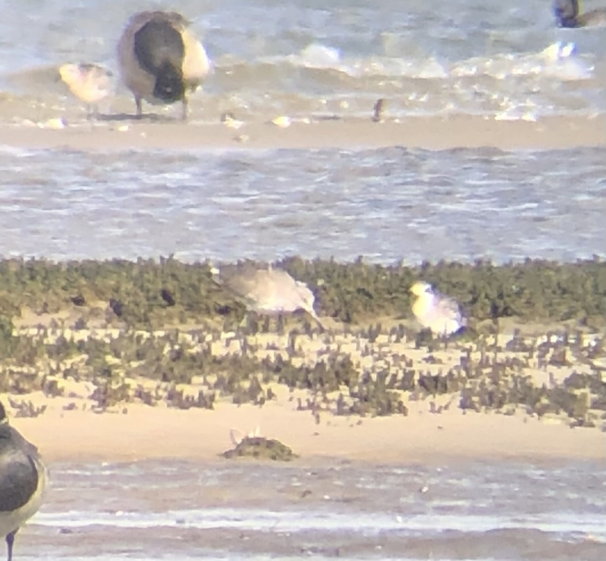 Willet (Western) - ML644081371