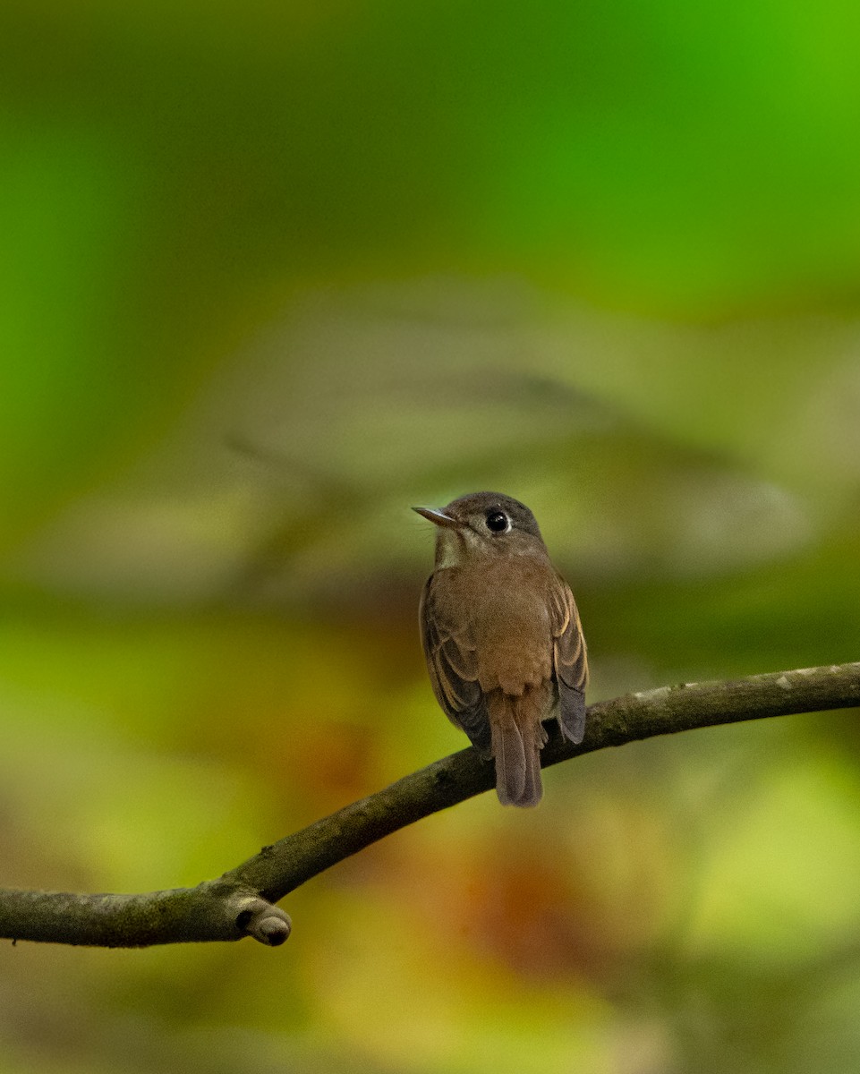 Brown-breasted Flycatcher - ML644081372