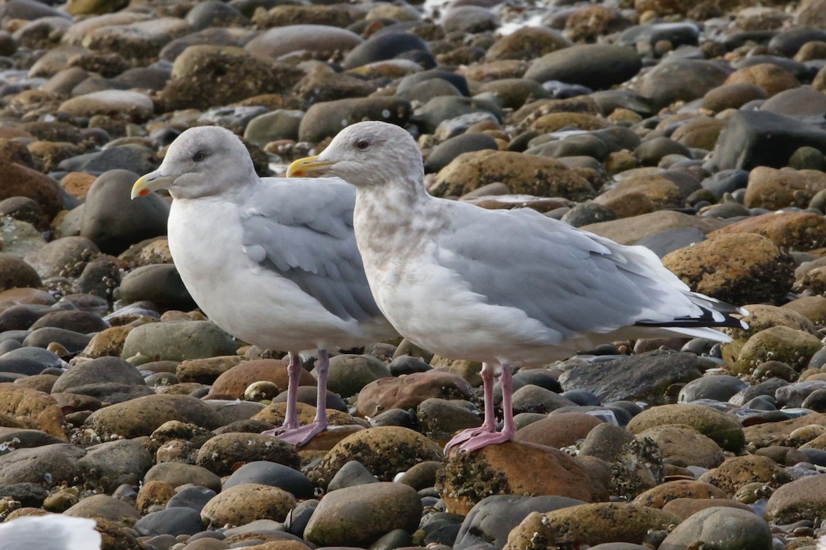 Iceland Gull - ML644081380