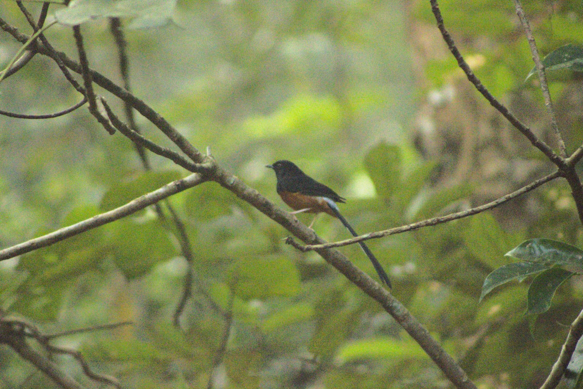 White-rumped Shama - ML644081381