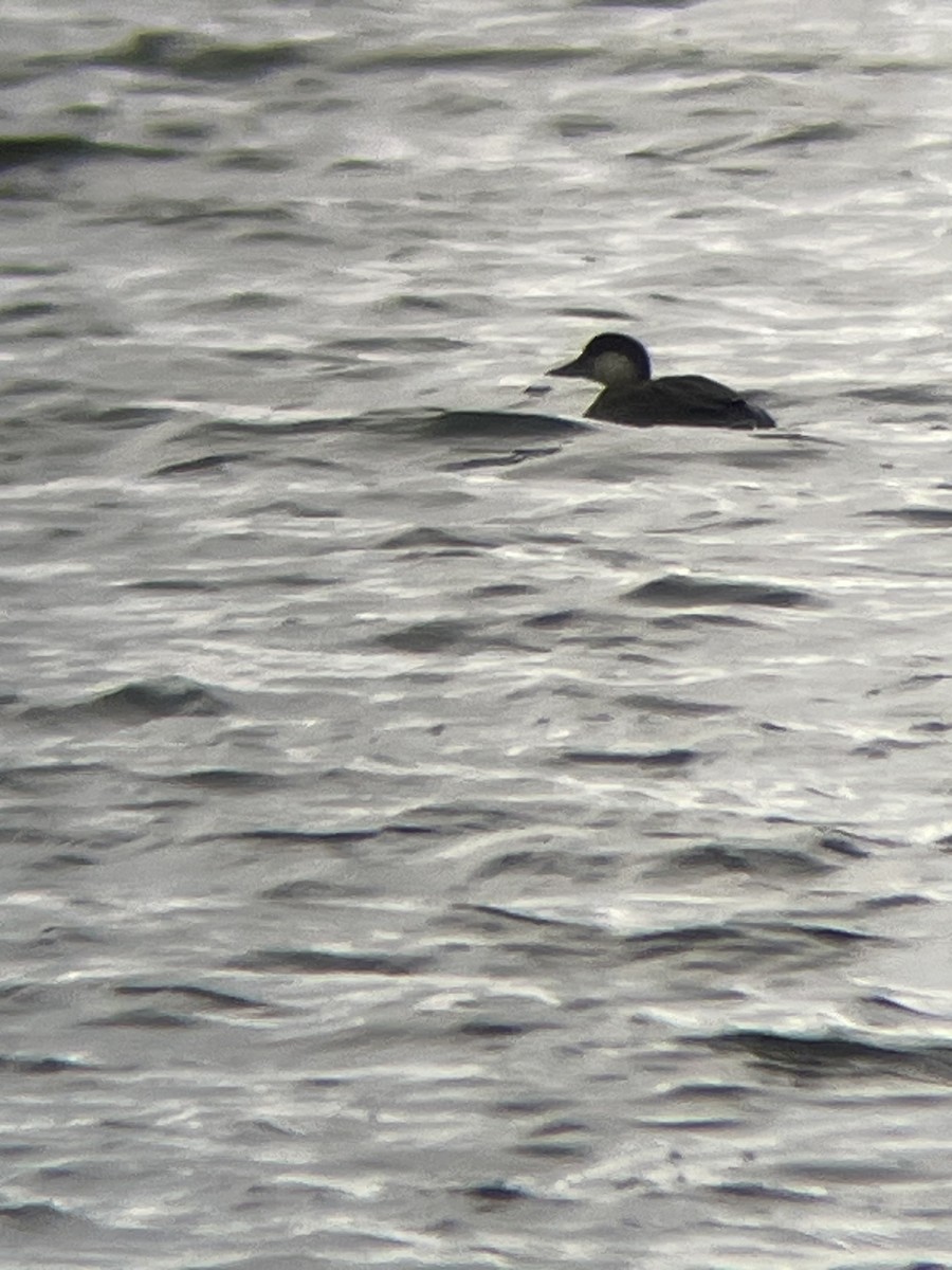 Black Scoter - ML644081382