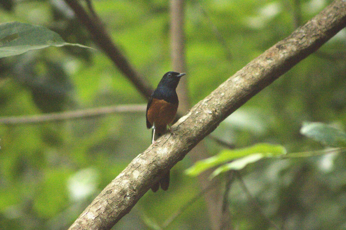 White-rumped Shama - ML644081383