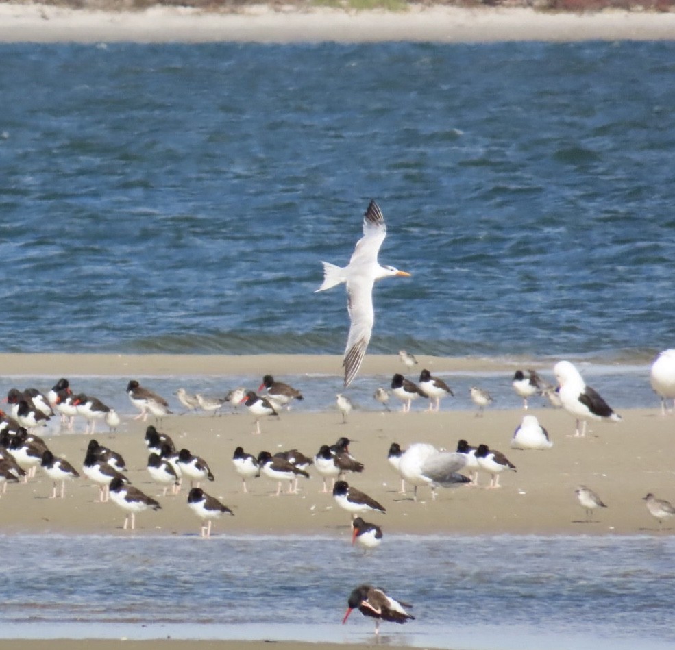 Royal Tern - ML644081384