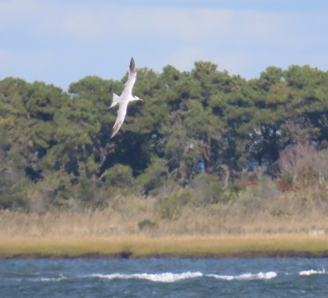 Royal Tern - ML644081385