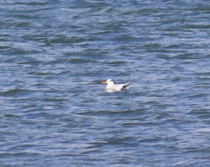 Royal Tern - ML644081386