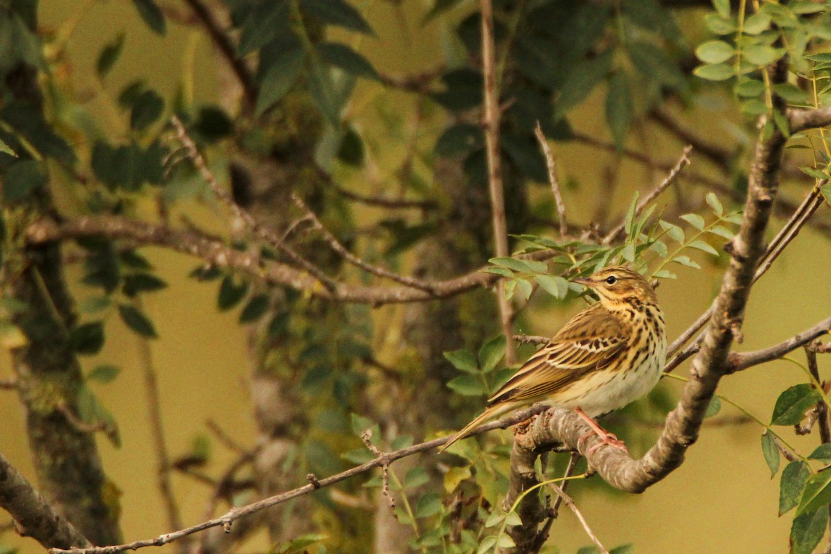 Pipit des arbres - ML644081387