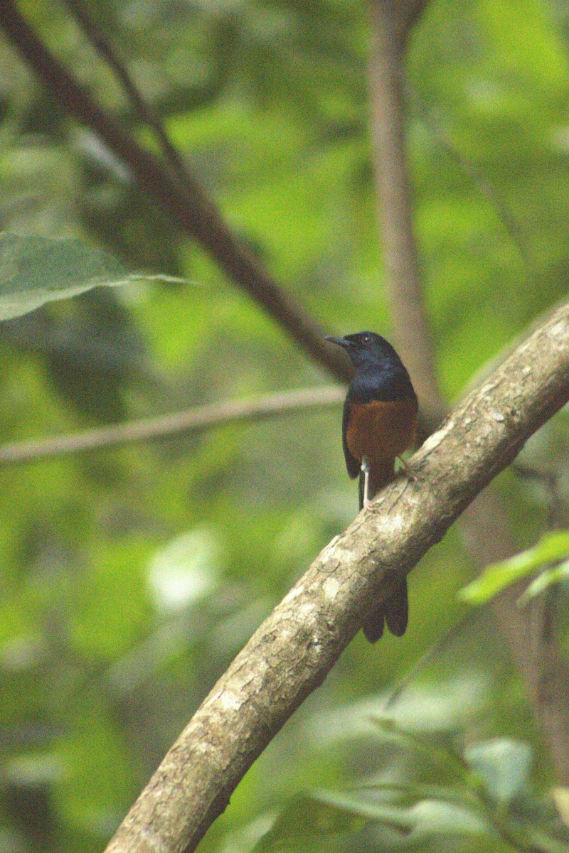 White-rumped Shama - ML644081388