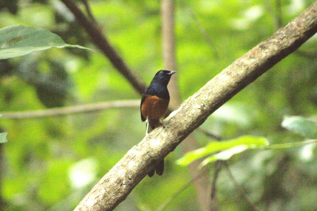 White-rumped Shama - ML644081389
