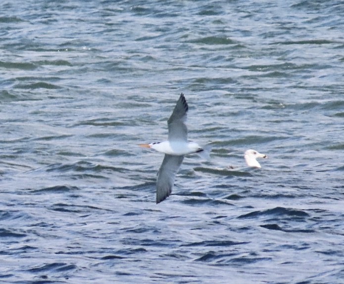 Royal Tern - ML644081400
