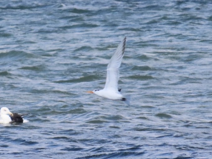 Royal Tern - ML644081401