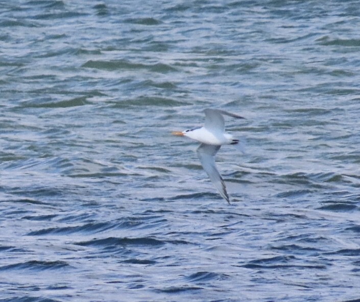 Royal Tern - ML644081402