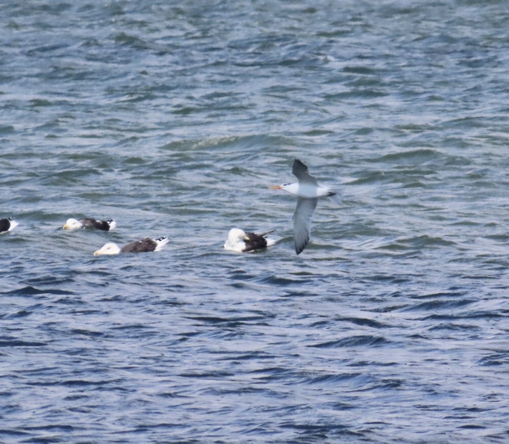 Royal Tern - ML644081403