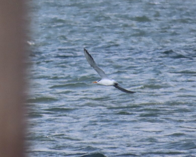 Royal Tern - ML644081404