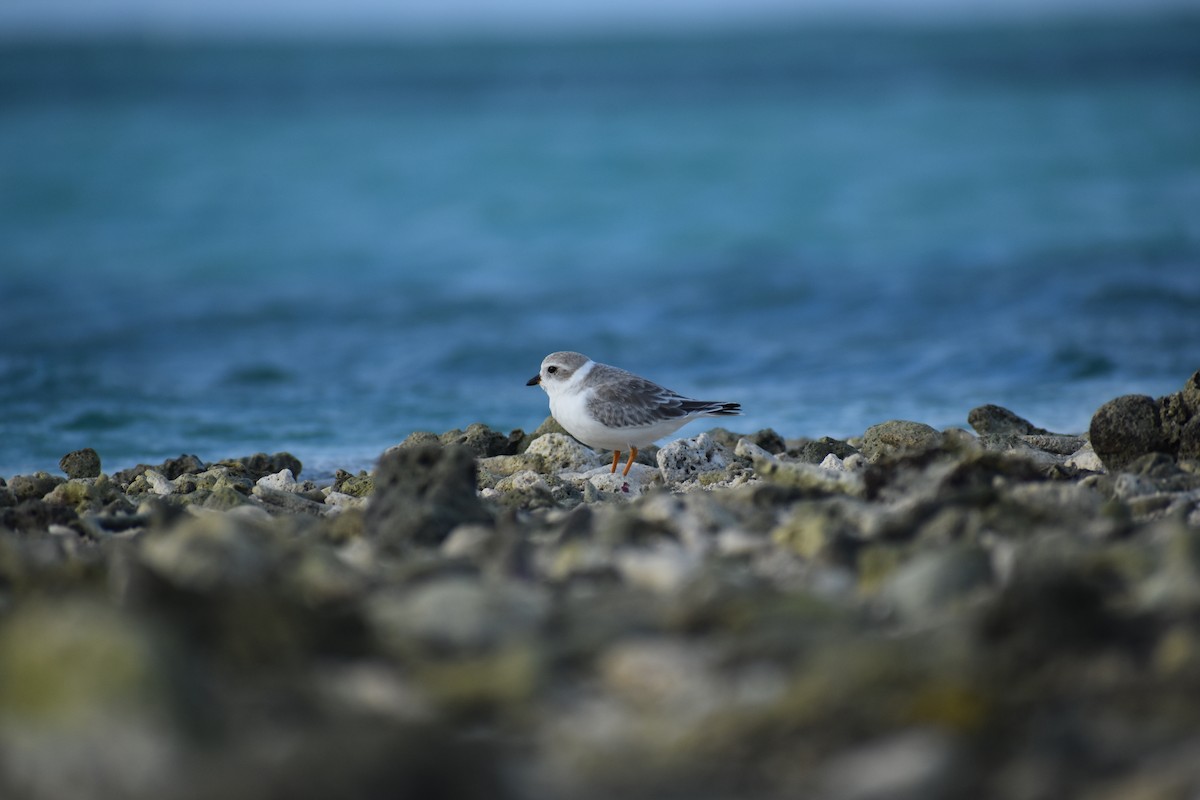 Piping Plover - ML644081409