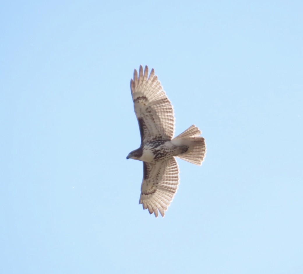 Red-tailed Hawk - ML644081410