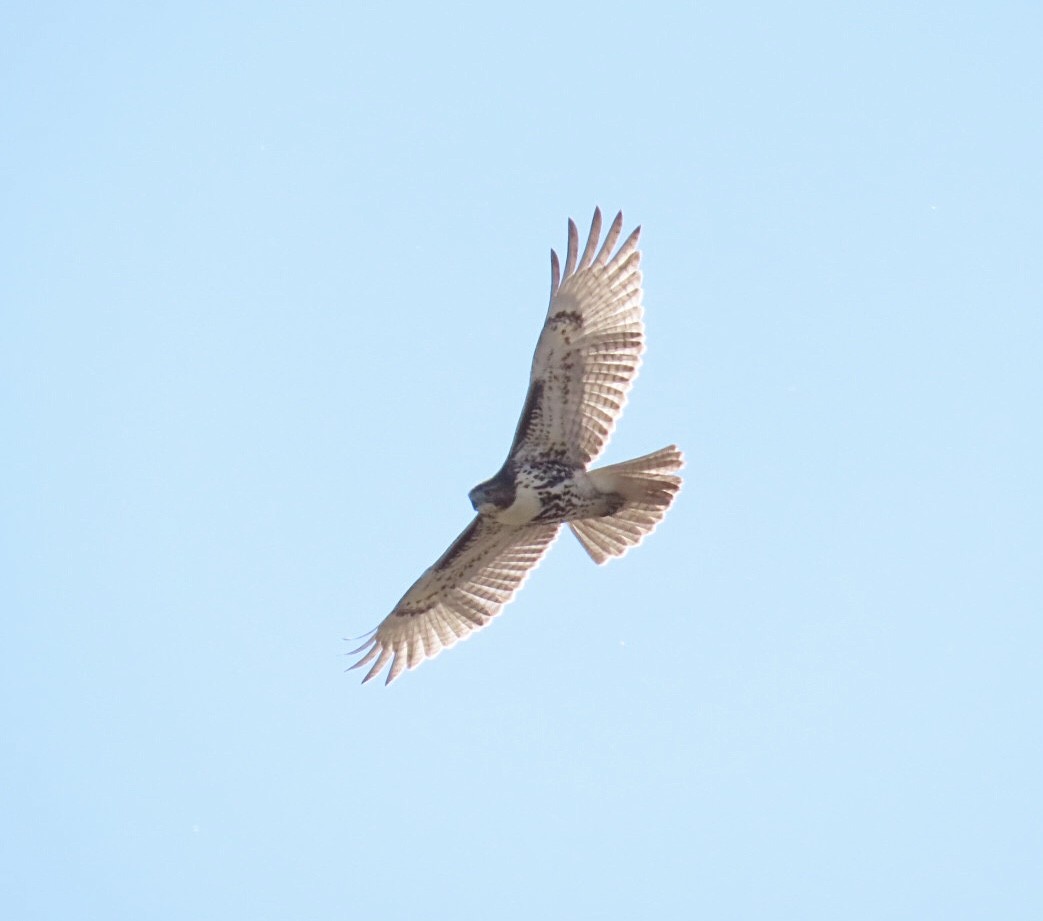 Red-tailed Hawk - ML644081411