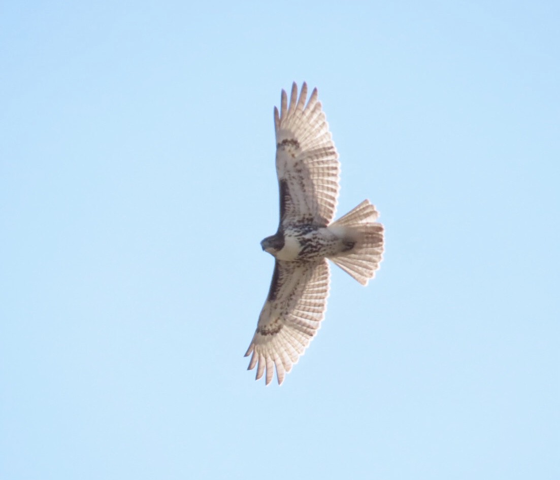 Red-tailed Hawk - ML644081412