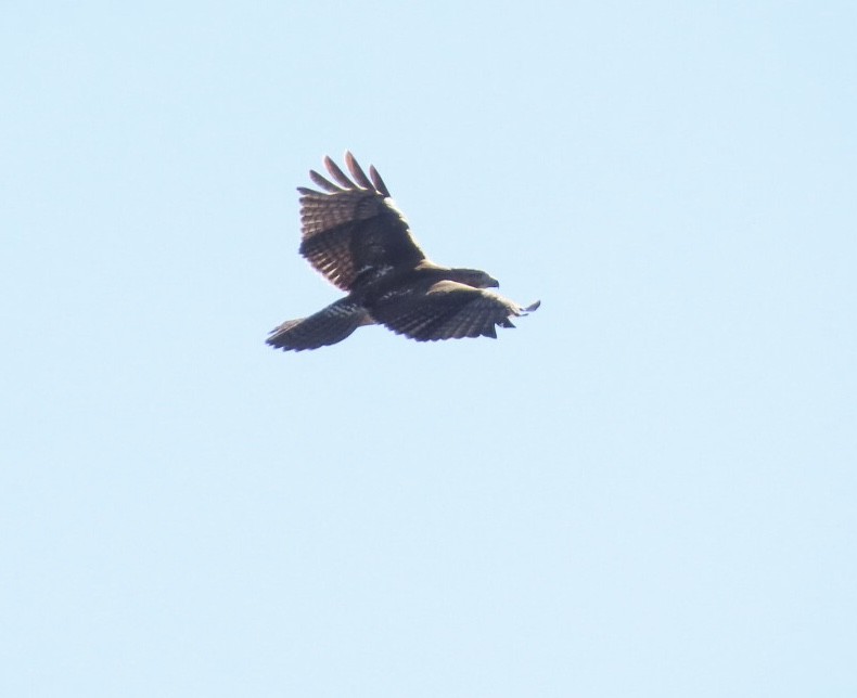 Red-tailed Hawk - ML644081413