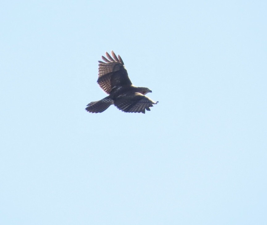 Red-tailed Hawk - ML644081414