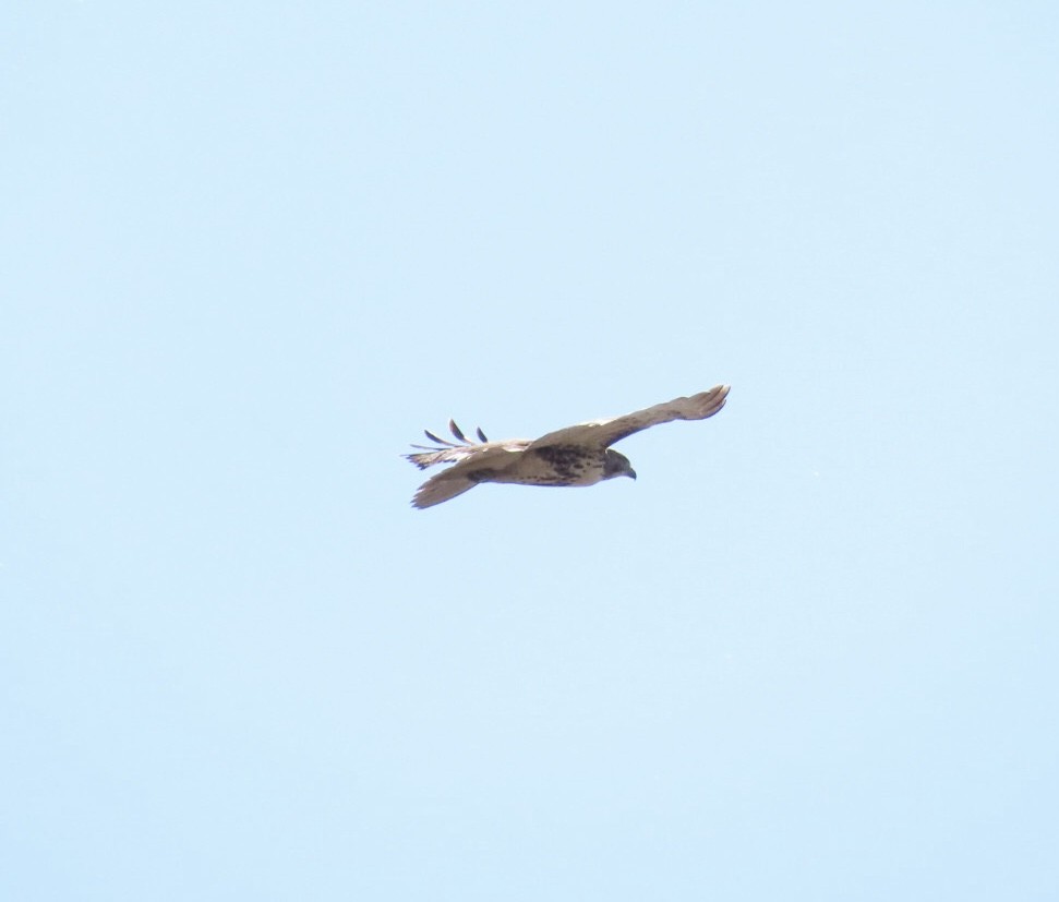 Red-tailed Hawk - ML644081415