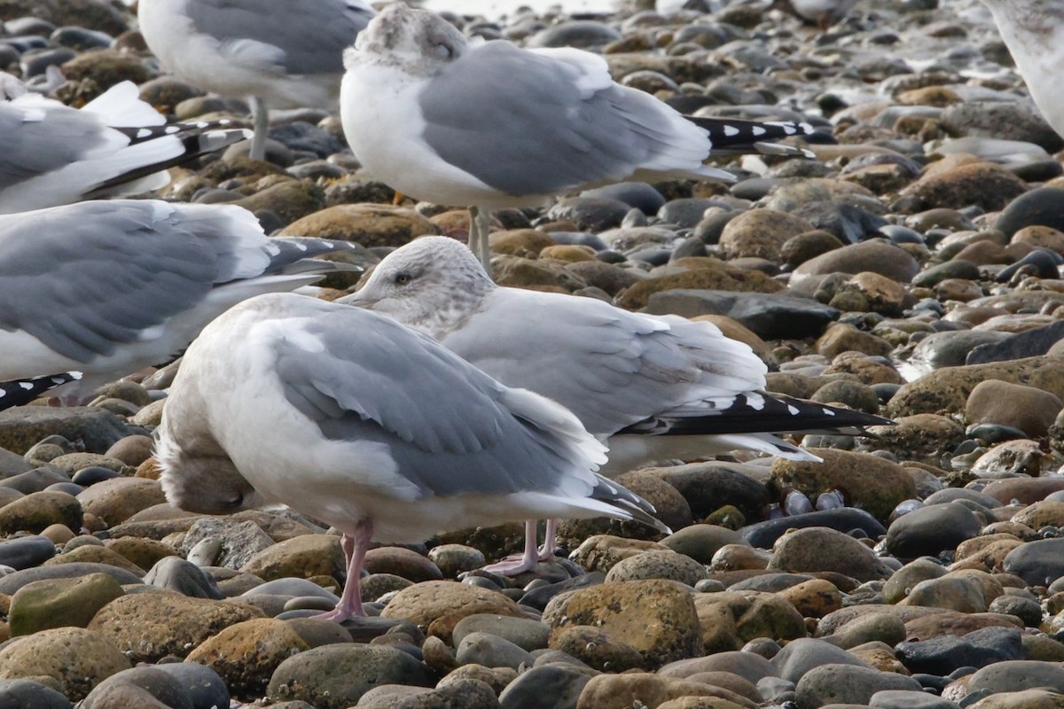 American Herring Gull - ML644081425