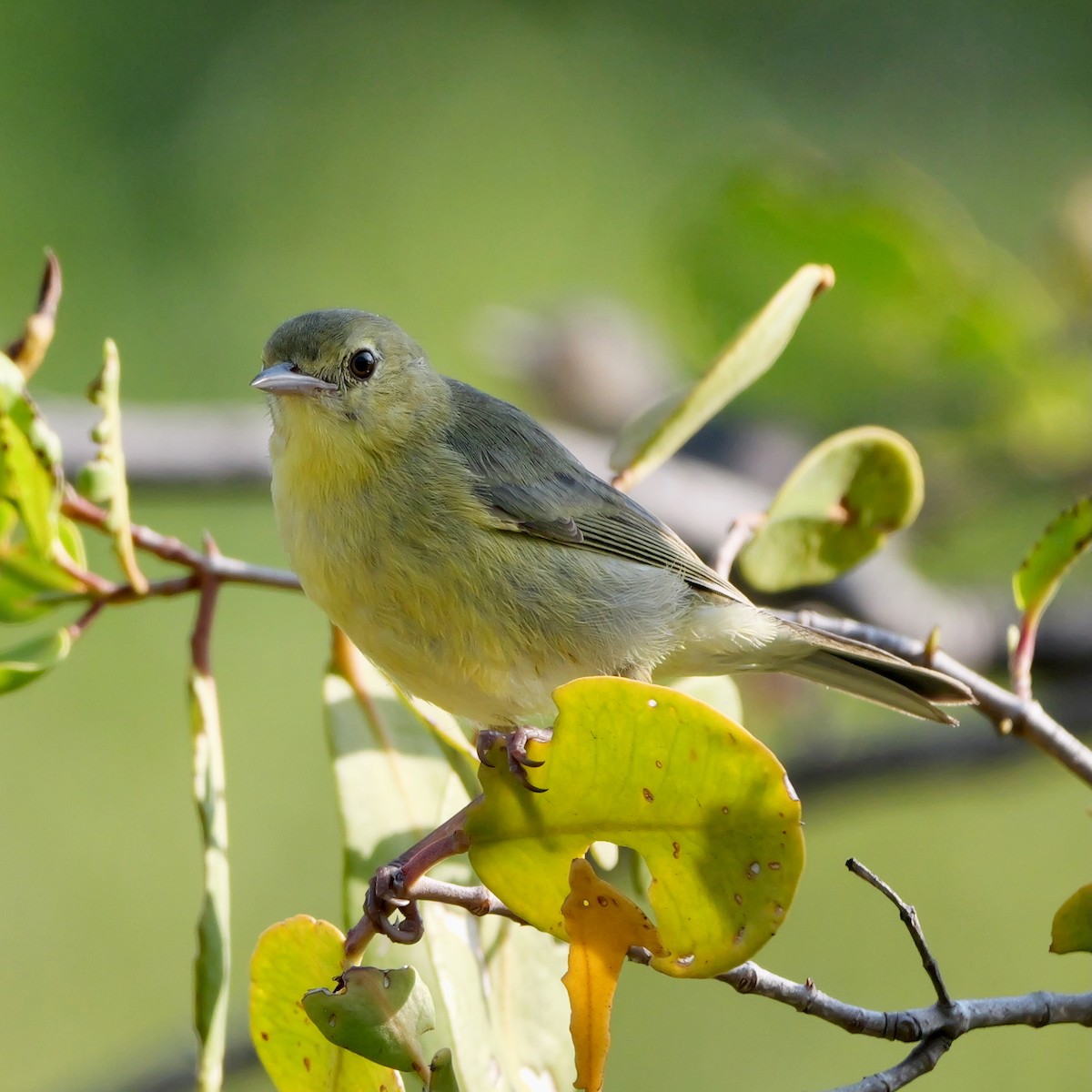 Bicolored Conebill - ML644081428